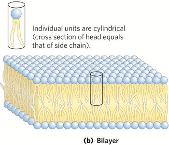 Bilayer structure