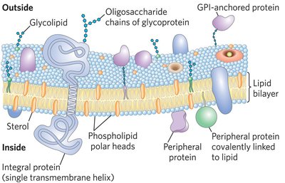 Fluid mosaic model of membrane