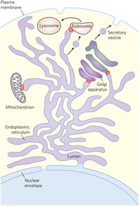Endomembrane system