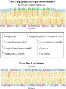 Lipid asymmetry in membranes