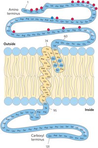 Types of membrane proteins