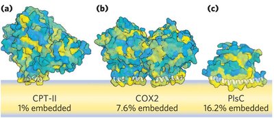 Bitopic protein structure