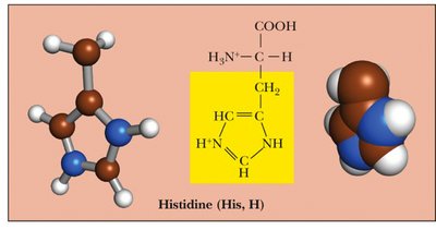 Charged, basic amino acids: Histidine
