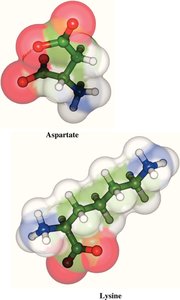 Van der Waals surfaces of charged, polar amino acids