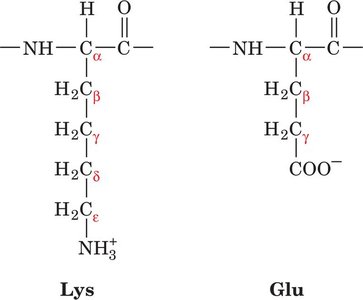 Naming the side-chain carbons in Lys and Glu