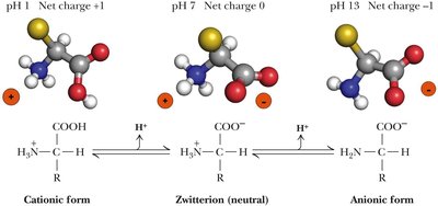 pKa values and protonation states