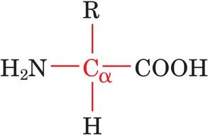 General structure of an amino acid revisited