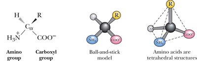 Tetrahedral structure and models of amino acids