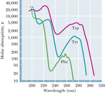 UV absorbance spectra of aromatic amino acids