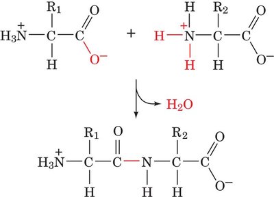 Peptide bond formation (amide bond)