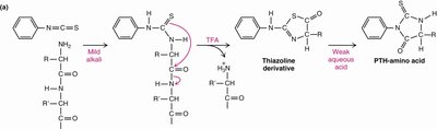 Edman degradation reaction