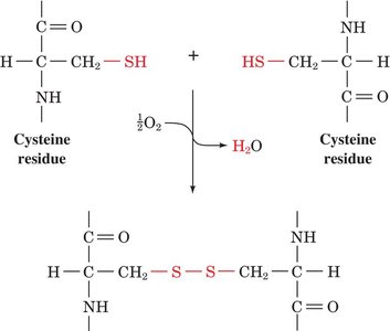 Disulfide bond formation between cysteines