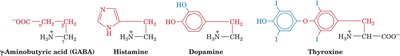 Amino acid derivatives as neurotransmitters and hormones