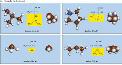 Nonpolar (hydrophobic) amino acids