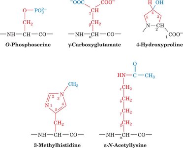 Modified amino acids in proteins