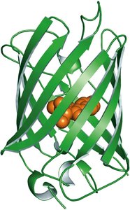 Jellyfish Aequorea victoria