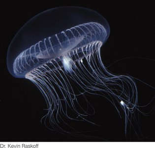 Fluorophore of green fluorescent protein