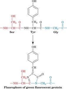 Brainbow: multicolor labeling of neurons