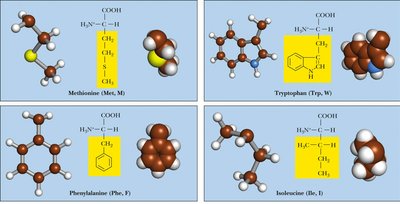 Nonpolar amino acids: Methionine, Tryptophan, Phenylalanine, Isoleucine