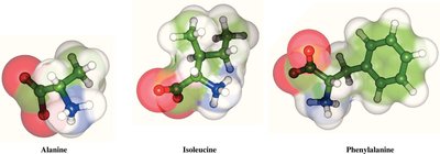 Van der Waals surfaces of nonpolar amino acids
