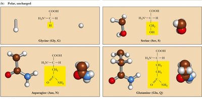 Polar, uncharged amino acids