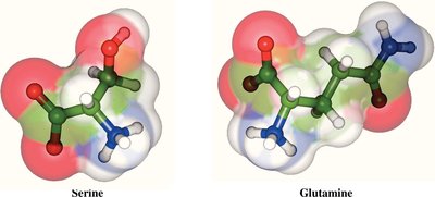 Van der Waals surfaces of polar, uncharged amino acids