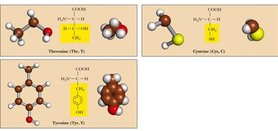 More polar, uncharged amino acids