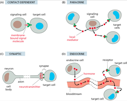 Types of cell signaling: contact-dependent, paracrine, synaptic, endocrine