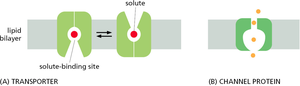 Transporter vs channel protein