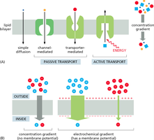 Passive and active transport mechanisms