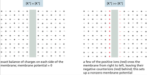 Membrane potential and ion gradients