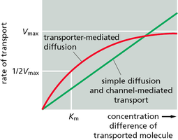 Transport kinetics: simple vs transporter-mediated diffusion
