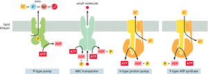 Types of ATP-driven pumps