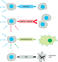 Cellular responses: survive, grow/divide, differentiate, die