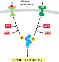 RTK activation and downstream signaling