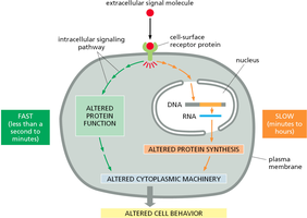 Fast and slow cellular responses to signaling