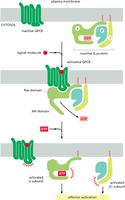 GPCR activation mechanism