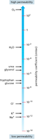 Permeability scale for different molecules