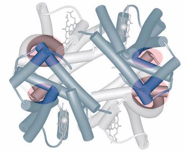 Hemoglobin subunit interactions