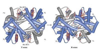 Ion pair changes in T to R transition