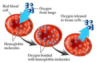 Oxygen binding and release in hemoglobin
