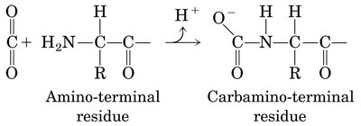 CO2 binding to hemoglobin as carbamate