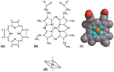 Heme structure and coordination