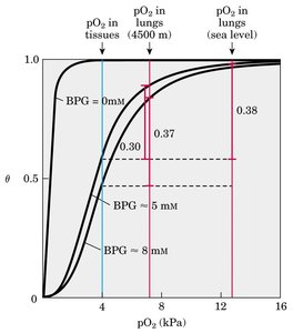 Effect of BPG on O2 binding curve