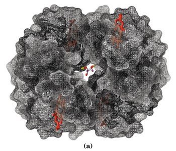 Mesh surface image of BPG binding
