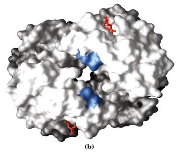 BPG binding pocket in T state