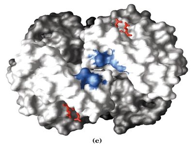 BPG binding pocket disappears in R state