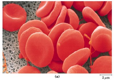 Normal erythrocytes