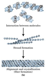 Aggregation of deoxyhemoglobin S