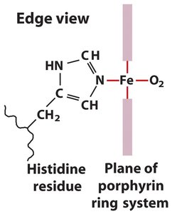 Edge view of heme binding to histidine and oxygen